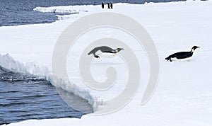 Emperor penguins (Aptenodytes forsteri)