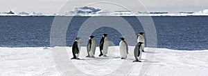 Emperor penguins (Aptenodytes forsteri)