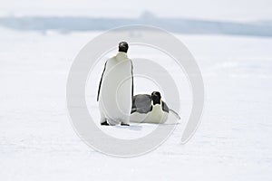 Emperor penguins (Aptenodytes forsteri)