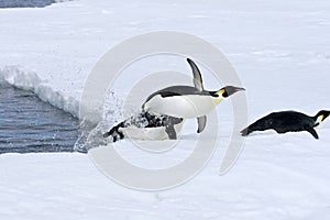 Emperor penguins (Aptenodytes forsteri)