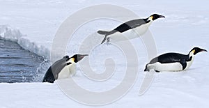 Emperor penguins (Aptenodytes forsteri)