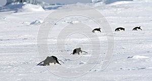 Emperor penguins (Aptenodytes forsteri)