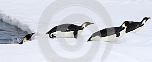 Emperor penguins (Aptenodytes forsteri)