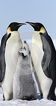 Emperor penguins (Aptenodytes forsteri)