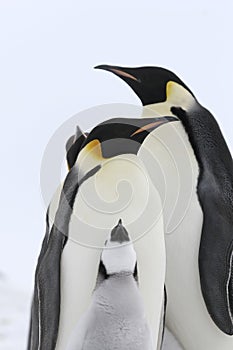 Emperor penguins (Aptenodytes forsteri)