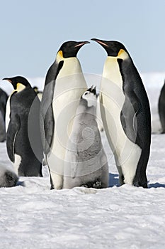 Emperor penguins (Aptenodytes forsteri)