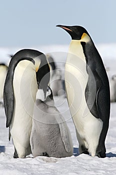 Emperor penguins (Aptenodytes forsteri)