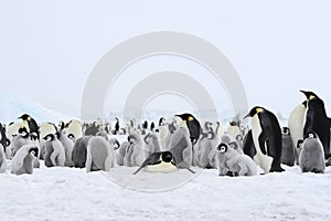 Emperor penguins (Aptenodytes forsteri)