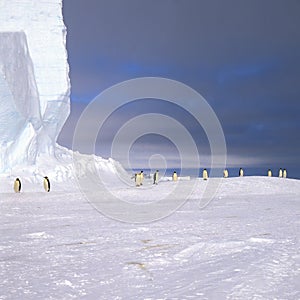 Emperor penguins in front of icebergs, Weddell Sea, Antarctica
