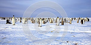 Emperor penguins on ice floe, Weddell Sea, Antarctica
