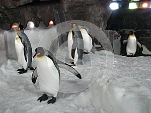 Emperor penguins in aquarium.