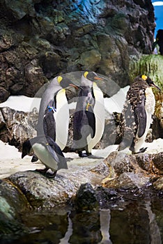 Emperor penguins in an artificial environment