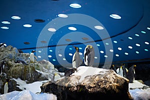 Emperor penguins in an artificial environment