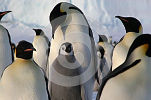 Emperor penguins with chick photo