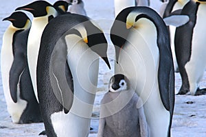 Pingüinos emperador con pollo (mar de Ross de la Antártida)