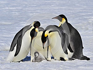 Emperor Penguins with chick