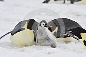 Emperor Penguins with chick