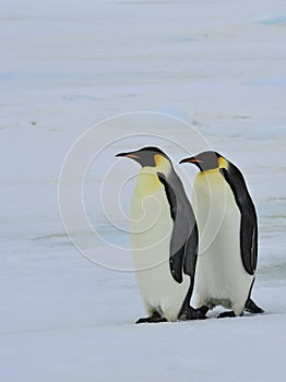 Emperor Penguins with chick