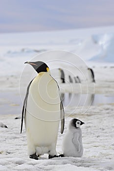 Emperor Penguins with chick