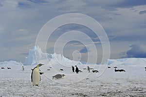 Emperor Penguins with chick