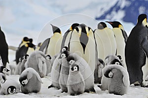 Emperor Penguins with chick