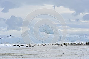 Emperor Penguins with chick