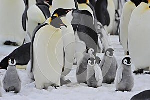 Emperor Penguins with chick