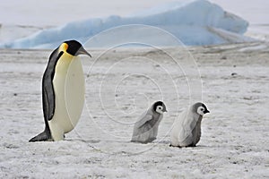 Emperor Penguins with chick