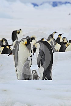 Emperor Penguins with chick