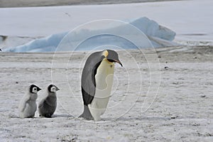 Emperor Penguins with chick