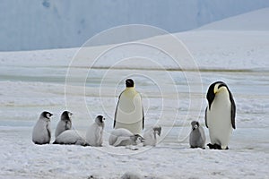 Emperor Penguins with chick