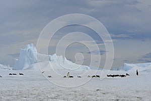 Emperor Penguins with chick