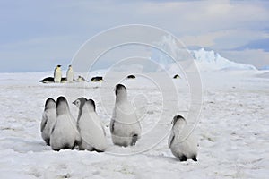 Emperor Penguins with chick