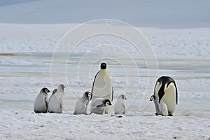 Emperor Penguins with chick