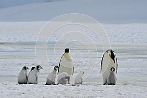 Emperor Penguins with chick