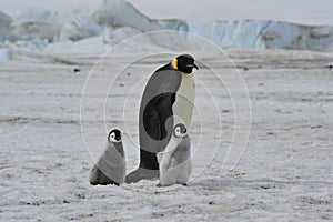 Emperor Penguins with chick