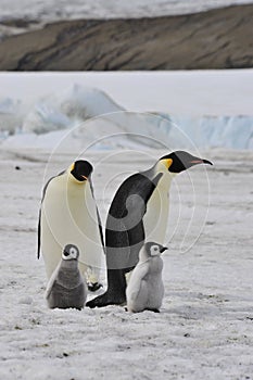 Emperor Penguins with chick