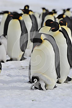 Emperor Penguins with chick