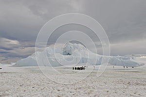 Emperor Penguins with chick