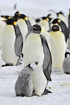 Emperor Penguins with chick