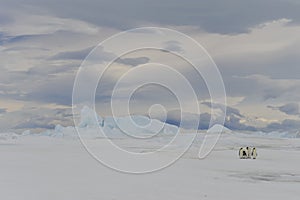 Emperor Penguins with chick