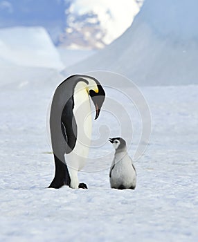 Emperor Penguins with chick