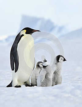 Emperor Penguins with chick