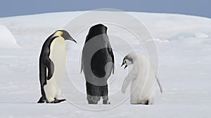 Emperor Penguins with chick close up in Antarctica