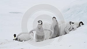 Emperor penguins chick playing on the ice