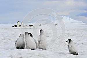 Emperor Penguins with chick