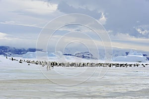 Emperor Penguins with chick