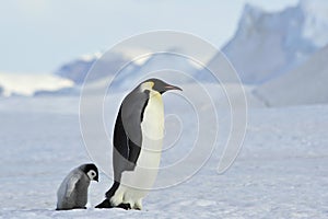 Emperor Penguins with chick