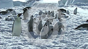 Emperor penguins with chicks