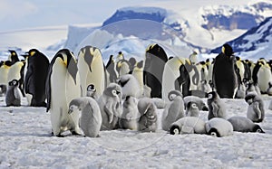 Emperor Penguins with chicks